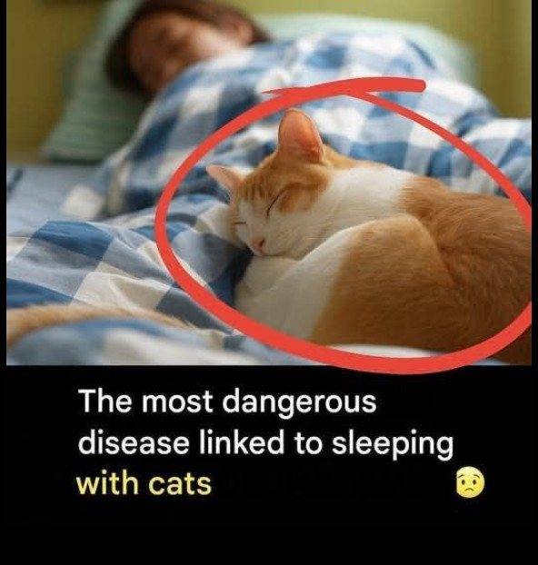 The Most Serious Illness from Sleeping with Cats: Prevention and Tips