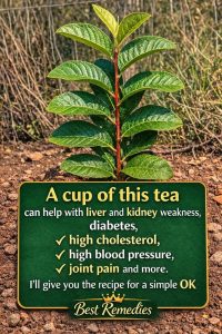 🌿 Few know the power of guava leaves: this natural tea can help liver, kidneys, sugar and blood pressure If you read me, give me a hello or thank you and see the recipe step-by-step in the first comment.