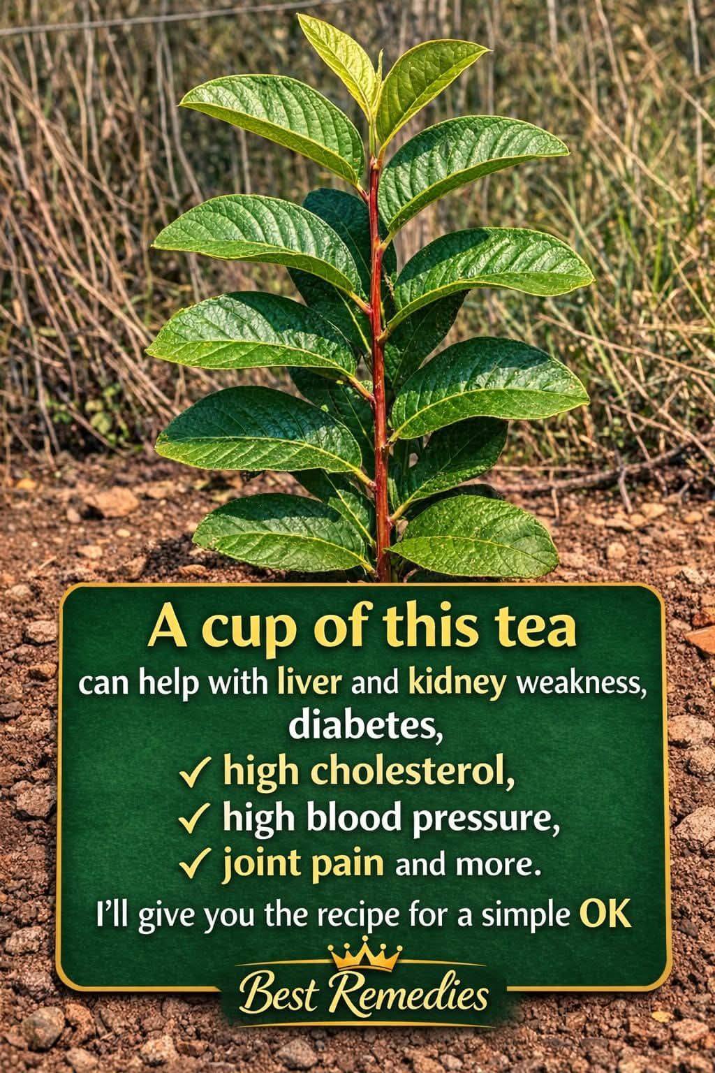 🌿 Few know the power of guava leaves: this natural tea can help liver, kidneys, sugar and blood pressure If you read me, give me a hello or thank you and see the recipe step-by-step in the first comment.
