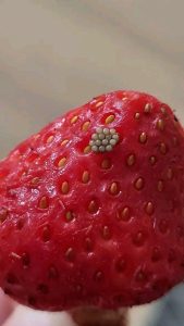 I soaked my berries in salt water and saw these white wiggling things come out. Should I just throw them away?