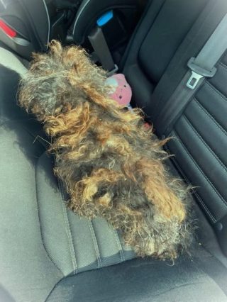 This dog was found in the middle of the street. His fur was so matted it looked like a wig. But after being rescued, he's unrecognizable! See what he looks like now in the comments. 👇
