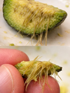 Understanding the Mysterious Strings in Your Avocado: Causes, Safety, and Tips for a Smoother Fruit